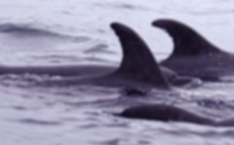 【精品】鲸鱼的作文300字3篇