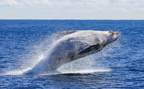 实用的鲸鱼的作文300字