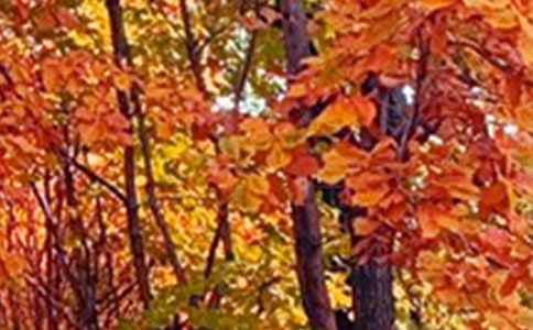 景色的优美句子