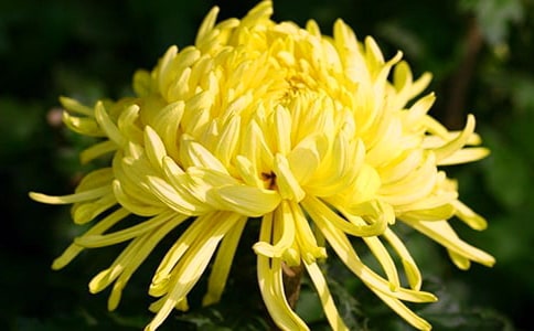 描写菊花的句子15篇