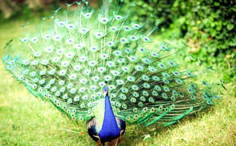 孔雀东南飞读后感15篇