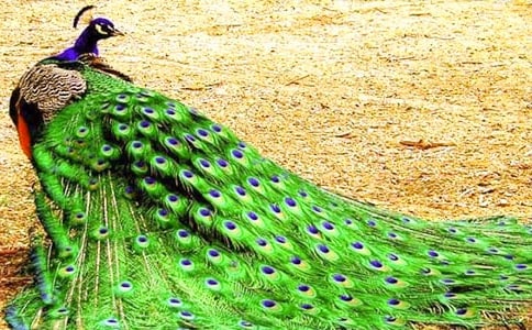 ��ȸ������ϰ��