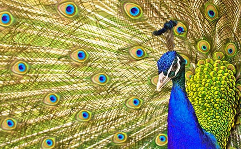 Ư���Ŀ�ȸһ�꼶�ռ�50��