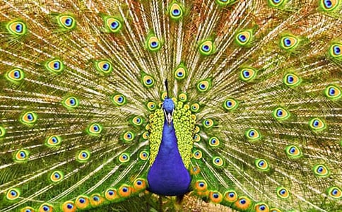 ��ȸ���Ϸɶ����(15ƪ)