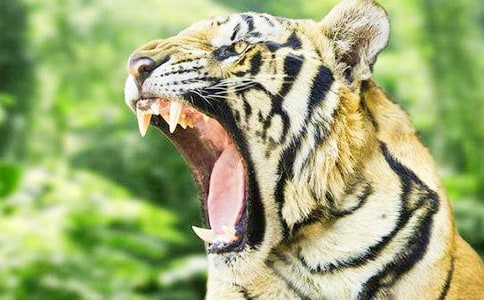 小老虎历险记读后感15篇