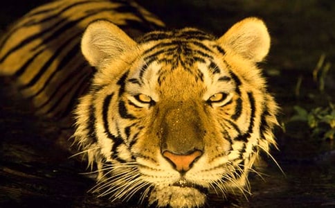 ���ϻ�̫�ȵ���Ĭ˵˵