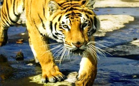 小老虎历险记读后感