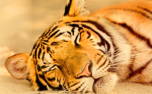 ��ֻ�ϻ�����