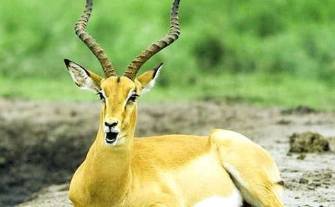 ������ľ�񡷶����15ƪ