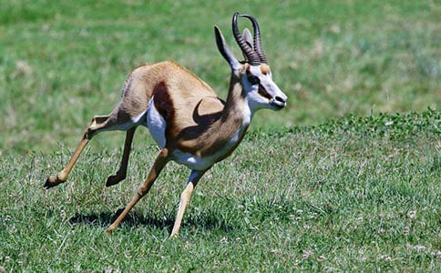 羚羊木雕读后感14篇