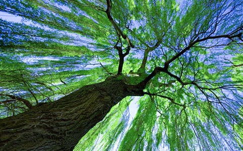 �й�������ʫ��