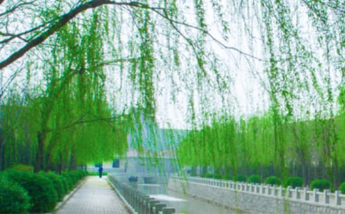 2023年形容柳树的句子合集33条