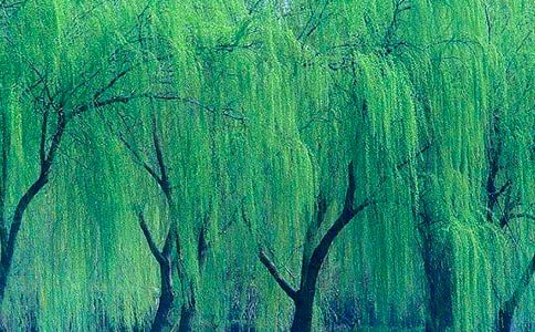 描写柳树的诗句通用15篇