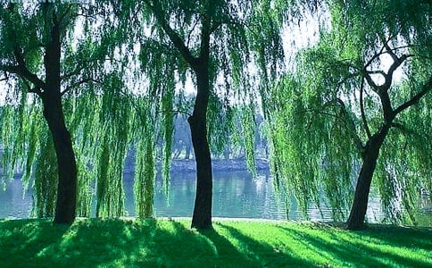 【推荐】柳树的作文300字4篇