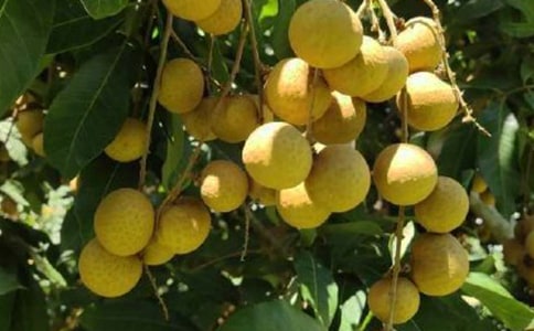 龙眼核的功效与作用