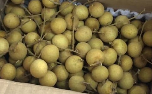 家乡的龙眼作文300字六篇