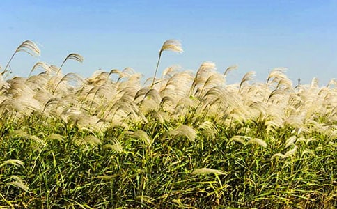 «έ�����˵�Ʒ��