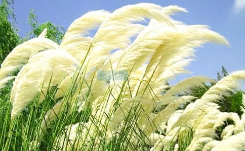 关于芦苇的作文300字3篇