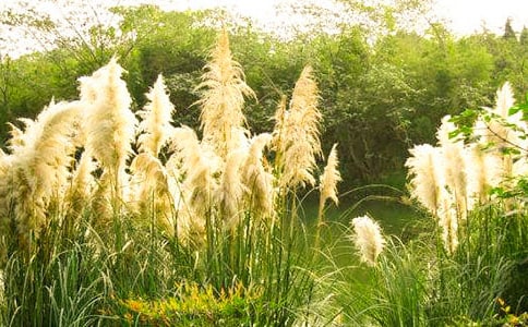 芦苇的作文400字五篇