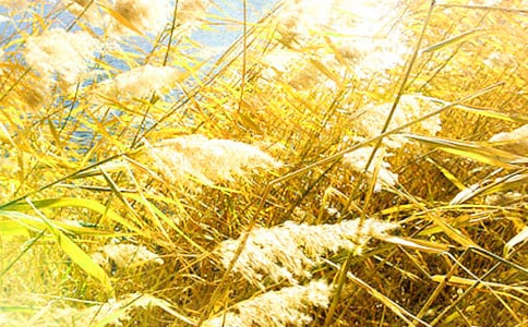 芦苇的作文300字