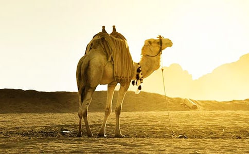 ���������ӡ������(��ѡ15ƪ)