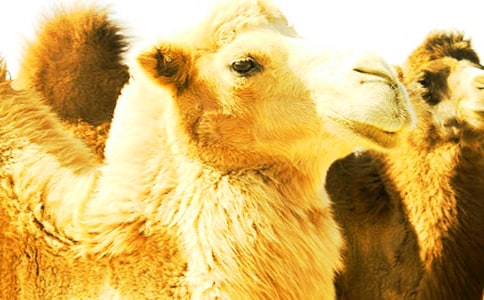 骆驼王子读后感15篇