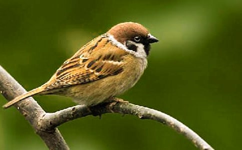 《麻雀》读后感(合集15篇)