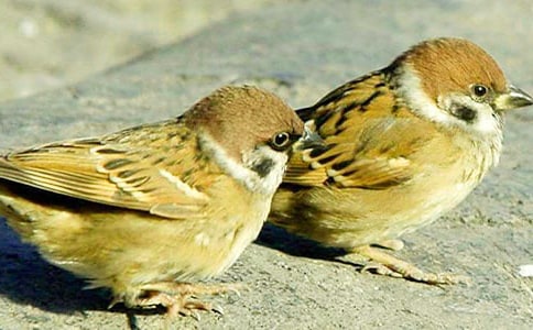 ����ȸ�������15ƪ