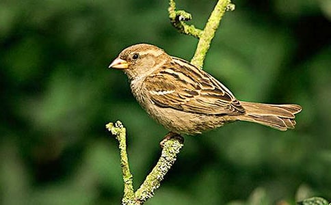 麻雀读后感(集合15篇)