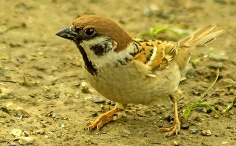 麻雀是国家保护动物吗