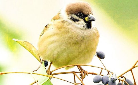 麻雀读后感精选15篇