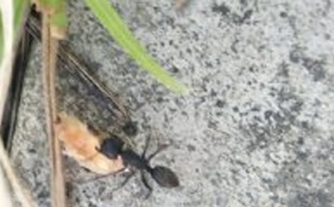 《蚂蚁报恩》读后感