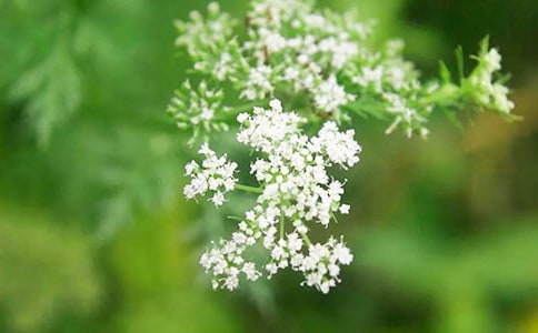 关于满天星的唯美句子7篇