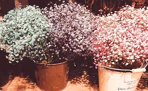 关于满天星的说说唯美句子