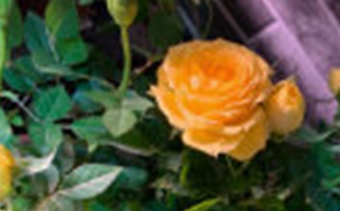 玫瑰花说说(集锦15篇)