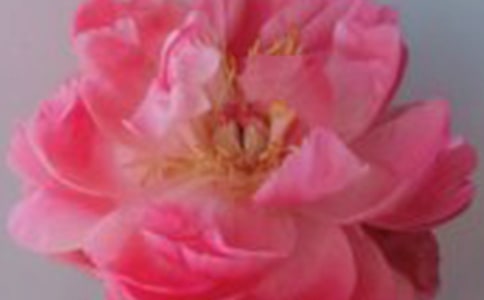 形容玫瑰花的句子13条