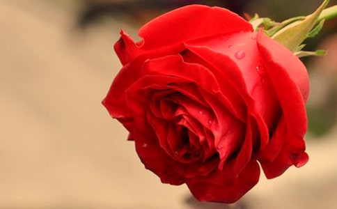 2023年形容玫瑰花的句子16条