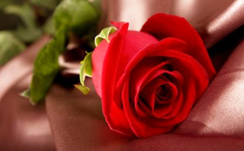 形容玫瑰花的唯美句子