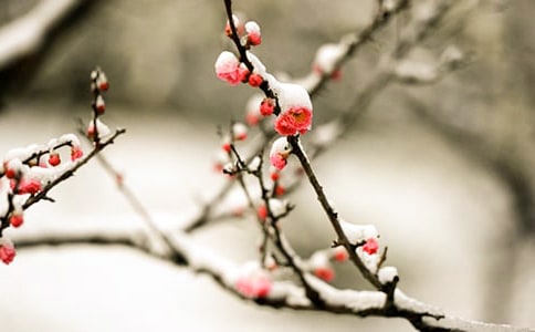 描写梅花的句子13篇