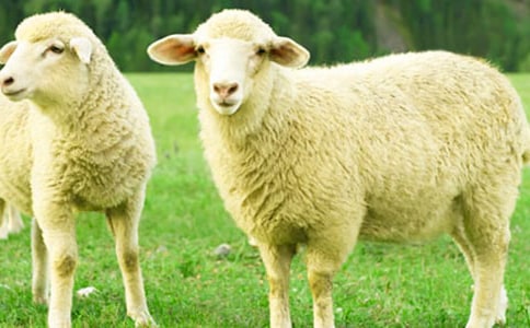 ����������򡷶����