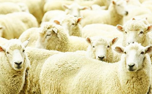 大灰狼与小绵羊读后感