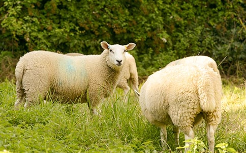 《优秀的绵羊》读后感