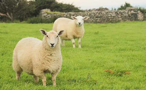 绵羊是不是可数名词