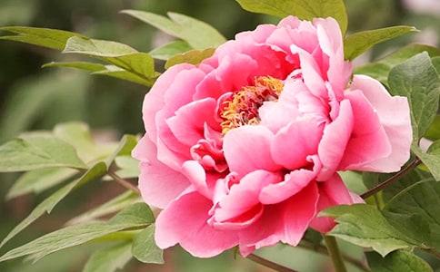 ĵ������Сѧ����,2018��ĵ��������õ�Сѧ���а�