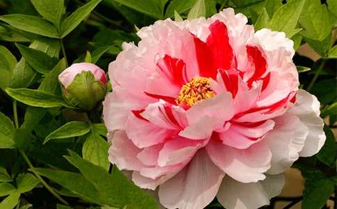 形容牡丹花的句子24条