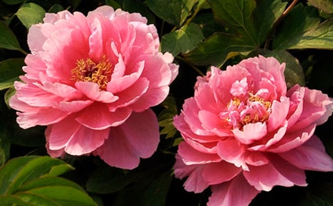 2023年形容牡丹花的句子28条