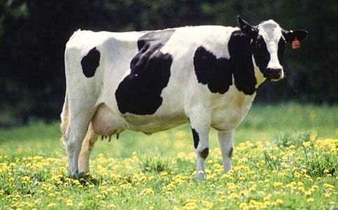 2018年中国奶牛之乡我眼中的安达手抄报内容设计