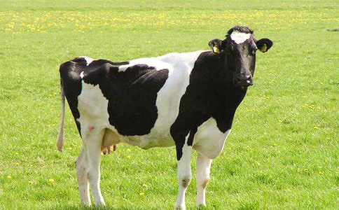 ��ţ����300��