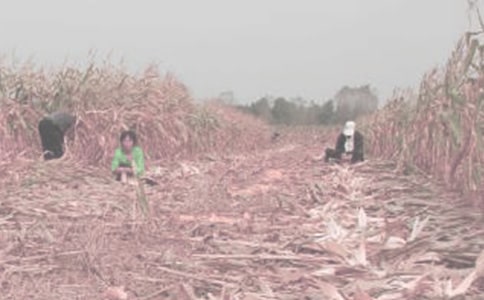 ��ũ���˵˵10ƪ