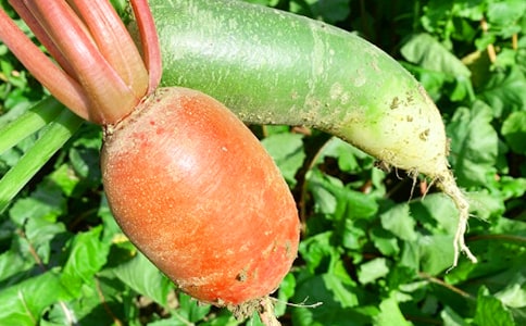 有关农家乐活动策划书